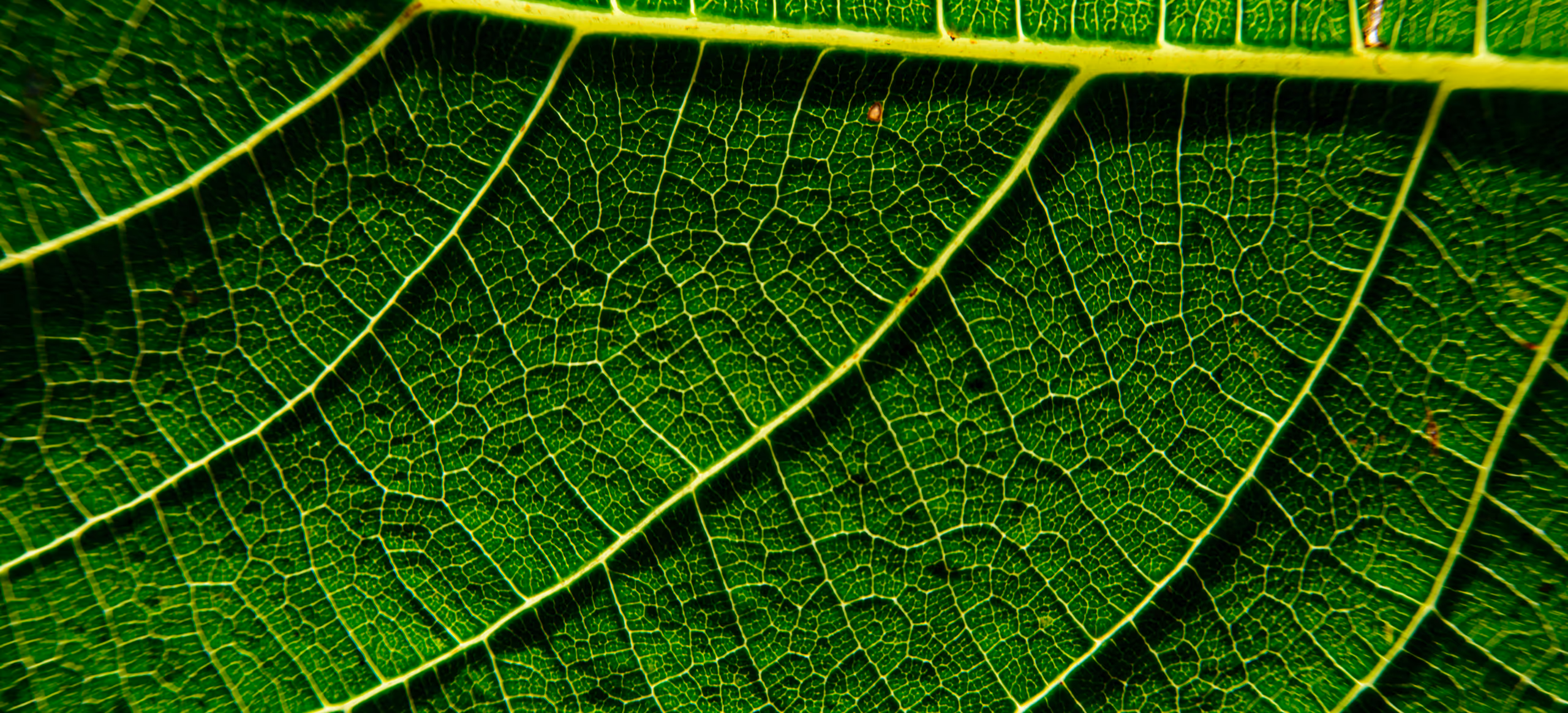 Sunlight through the branching vein network of a single leaf